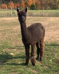 Delilah BayBlackAlpaca