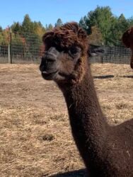 Delilah BayBlackAlpaca