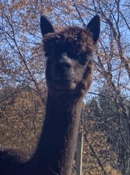 Delilah BayBlackAlpaca