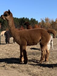 Kalypso Side View of Conformation