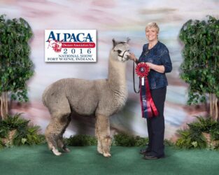 LeviticusNationalAlpacaShowWin