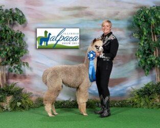 Leviticus Illinois Alpaca Show Win