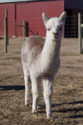 Maggie October scaled