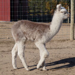 Maggie Side View scaled