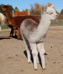 Maggie in Fall scaled