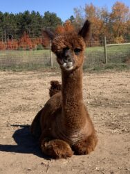Miracle is a Beautiful Multicolor Alpaca