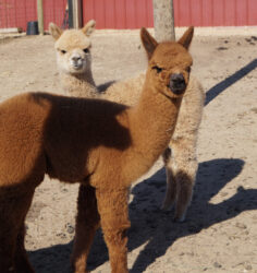 Nellie and Lilly Grace scaled