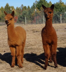 Nellie and Walter scaled