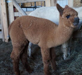 Nellie in the Barn scaled