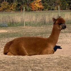 Nibbler Resting in Fall