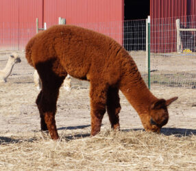 Walter Side View scaled