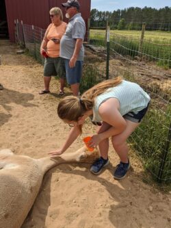 Adel Taking an Alpaca Nap