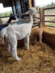 Alpaca Momma Keeping Watch in the Barn
