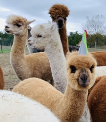 Alpaca Party Fun With Teddy and His Girls