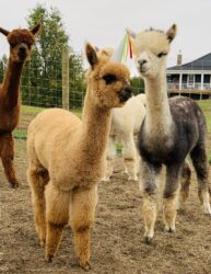Alpaca Teddy in His Birthday Hat