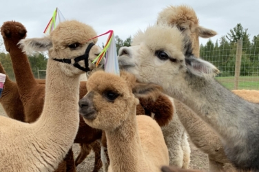 Alpaca and Party Hats