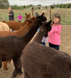 Alpacas Fighting for Attention