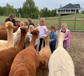 An Alpaca for Everyone