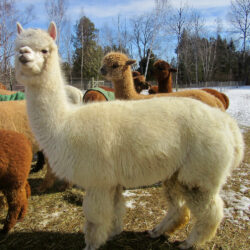 Ariana Side Conformation