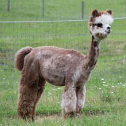 AthenaRoseFeatured Image