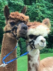 Avalon and Attie in Route