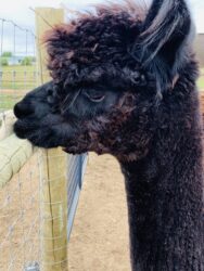 Big Bean Keeping Watch