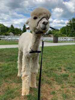 Chase at Wedding