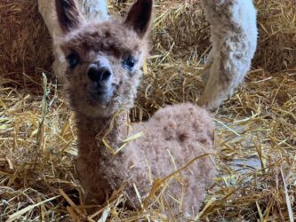 Cria Cuteness and Alpaca Smiles
