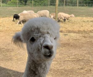 Dolly Giving Alpaca Stink Eye