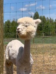 Dolly With Alpaca Bubble Cut