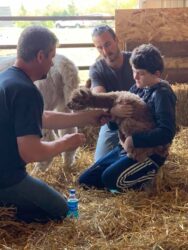 Feeding the Cria His Colostrum