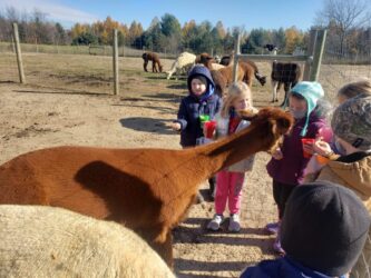 Field Trip Fun With the Alpacas