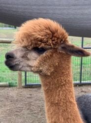 Ginger Looking Serious