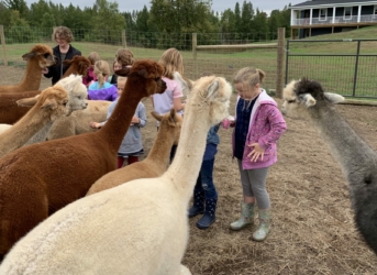 Girls Feeding the Alpacas