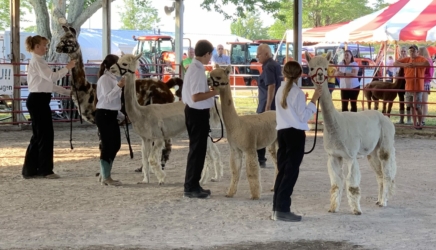 Hunter and Adel Lined Up in the Show Ring
