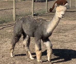 Indie Checking Things Out