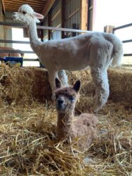 LIttle Teddy Settling into the Barn