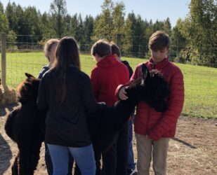 Alpaca Leaning Into Student