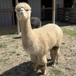 Lilly Grace April 2024