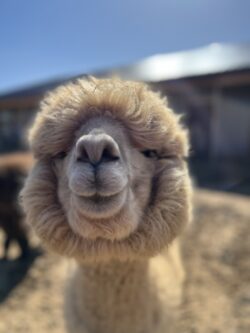 Lilly Grace lilly-grace