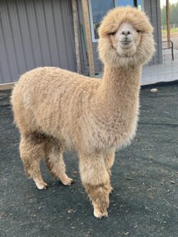 Lilly Grace Lilly Grace in FUll Fleece