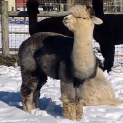 Little Miss Independent