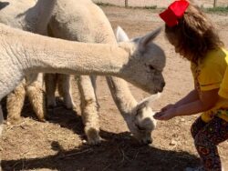Little Girl Feeding Alpacas