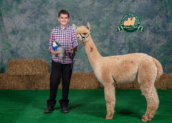 MichiganAlpacaFest Adel