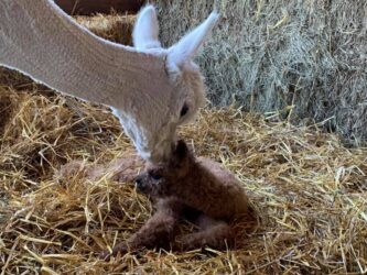 Momma Alpaca Kisses