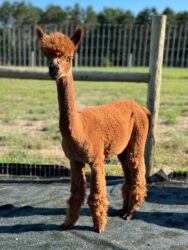 Nellie After Shearing