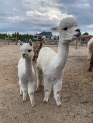 Rasmus and Mother Ariana