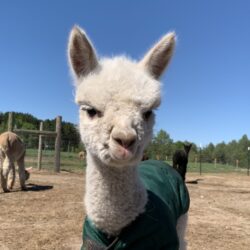 Rasmus in Cria Coat
