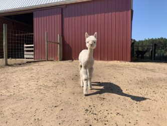 Rasmus on the Move scaled