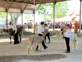 Show Ring Activity